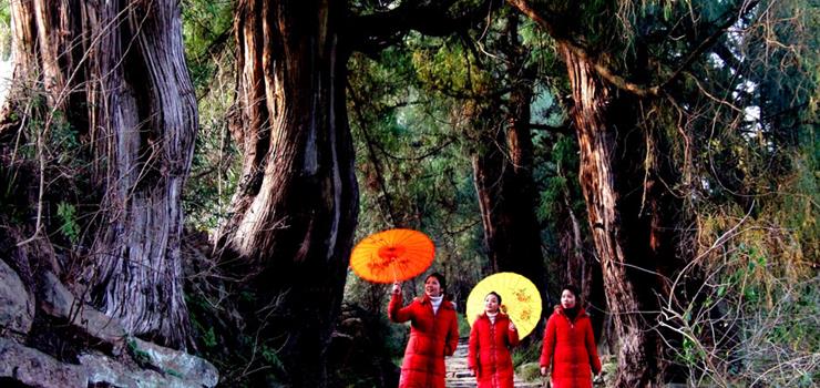 1 七曲山林中漫步