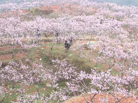 广汉松林桃花