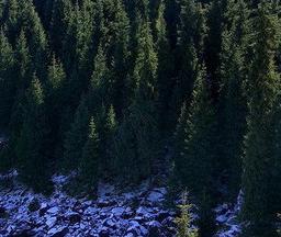 雪岭云杉自然保护区