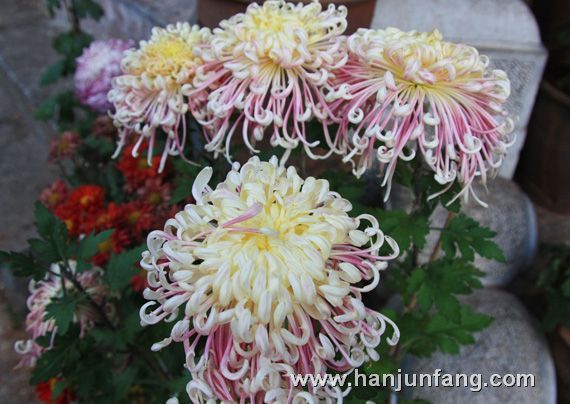 丽江古城菊花盛宴4