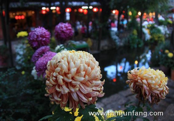 丽江古城菊花盛宴5