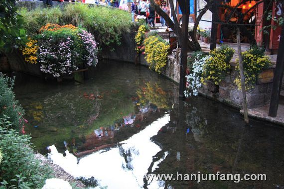 丽江古城菊花盛宴2