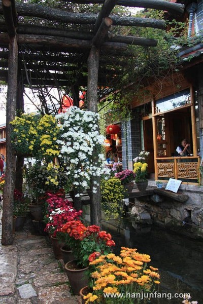 丽江古城菊花盛宴1