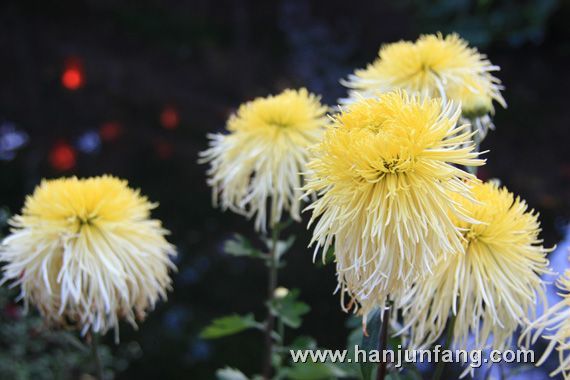 丽江古城菊花盛宴3