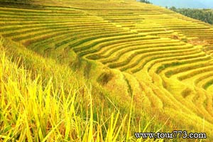 龙脊梯田