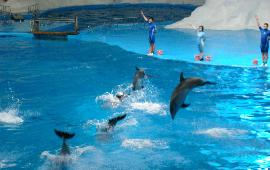 青岛极地海洋世界+石老人周末两日游