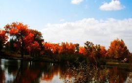 喀什泽普国家金胡杨国家森林公园一日游