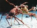 海底生物