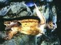 海底生物
