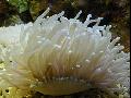 海底生物