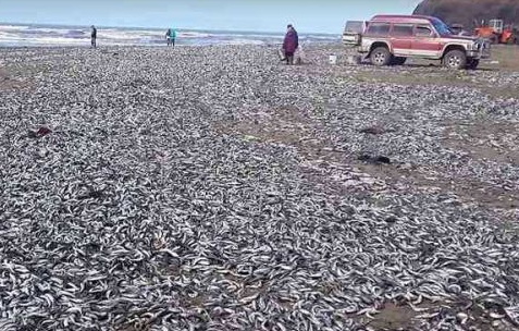 沙丁鱼被冲上岸