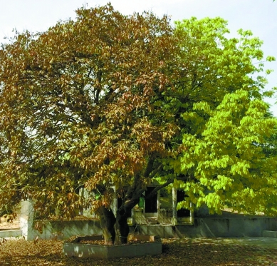 湖南岳阳湘阴县青山岛现奇树